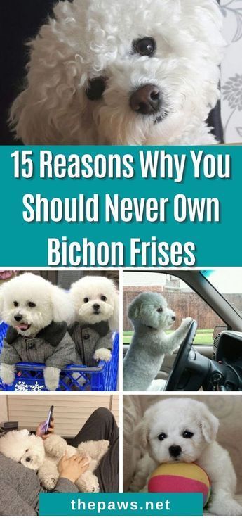 The worst thing you will ever do is get a Bichon Frise! Don't ever let these monsters manipulate you. Here are 15 Reason Why. Maltese Bichon Frise, Bichon Poodle Puppies, Teddy Bear Dog Haircut Bichon, Yorkie Bichon Haircuts, Bijon Frise Puppy, Bishon Dogs Grooming, Bishon Dogs Haircut, Bichon Haircut, Bishon Puppies