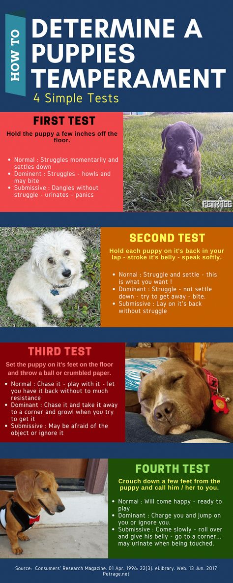 Different Types Of Dogs, Train Dog, Training Outfit, Background Grey, Dog Minding, Positive Dog Training, Dog Clippers, Service Dog Training, Easiest Dogs To Train