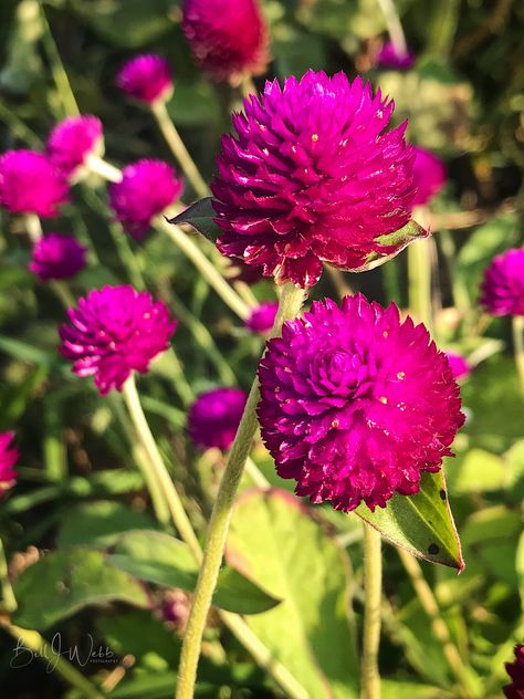 Gomphrena 'Globe Amaranth' Photo © Bill Webb Globe Amaranth Flower, Gomphrena Flowers, Amaranth Flower, Jasminum Sambac, Globe Amaranth, Walled Garden, Bright Winter, Garden Landscape Design, Amaranth