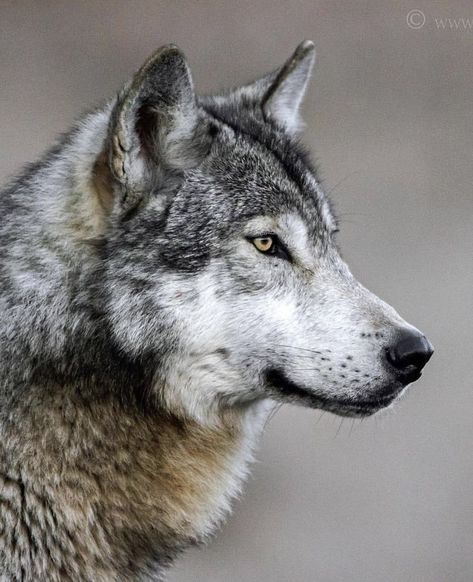 Wolf Head Side View, Wolf Face Side View, Wolf Side Profile, Wolf Side View, Wolf Profile, Side View Of Face, Wolf Portrait, Eagle Pictures, Wolf Face