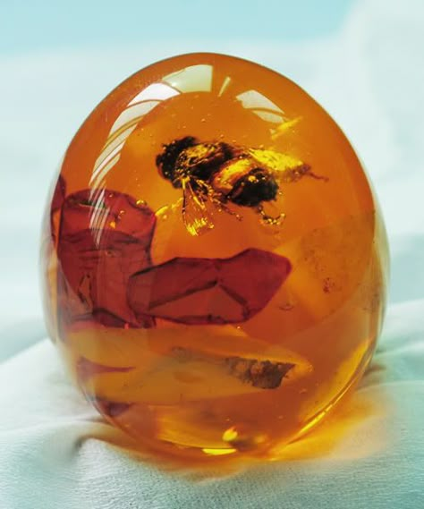 Amber Crystal Aesthetic, Nails Designer, Rocks And Fossils, Tree Sap, Amber Fossils, Pretty Rocks, Cool Rocks, Beautiful Rocks, Mineral Stone