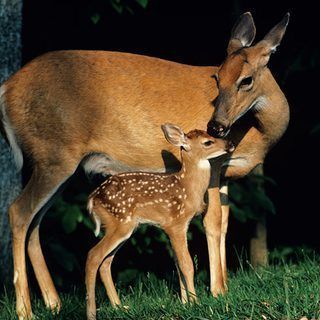 Male Deer, Deer Photos, Deer Doe, Deer Pictures, Deer Baby, Wild Animals Pictures, Cute Deer, Deer Family, Whitetail Deer