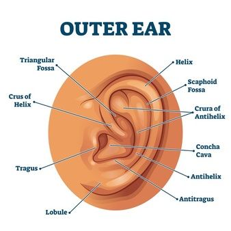 External Ear Anatomy, Human Ear Diagram, Hearing Loss Remedies, Human Ear Anatomy, Ear Diagram, Ear Structure, Ear Anatomy, Eye Anatomy, Outer Ear