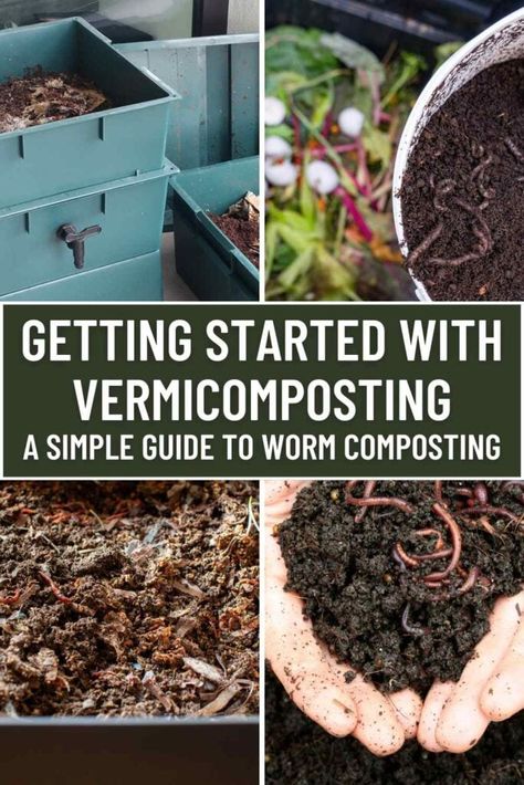 Getting Started with Vermicomposting: A Simple Guide to Worm Composting 5 Diy Worm Farm, Red Wiggler Worms, Small Farming, Red Wigglers, Worm Composting, Worm Farm, Farm Stuff, Yard Waste, Fruit Peel