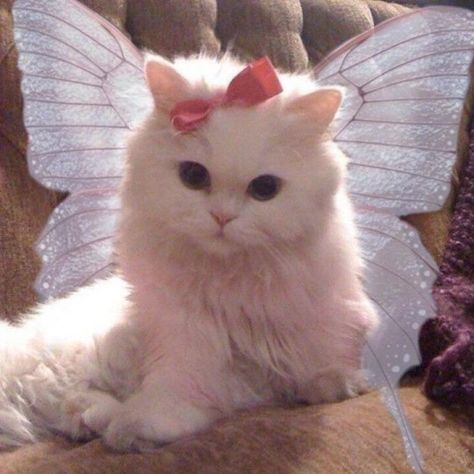 Fairy Cat, White Cat, Kittens, Pink, White