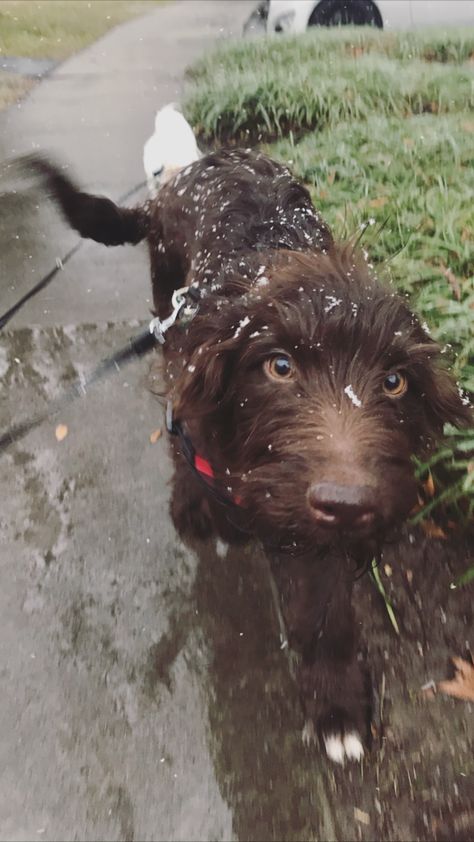 Aussiedoodle Brown, Bernadoodle Puppy, Aussie Puppies, Brown Curly Hair, Super Cute Puppies, Dream Dog, Puppy Names, Cuteness Overload, Cute Puppies