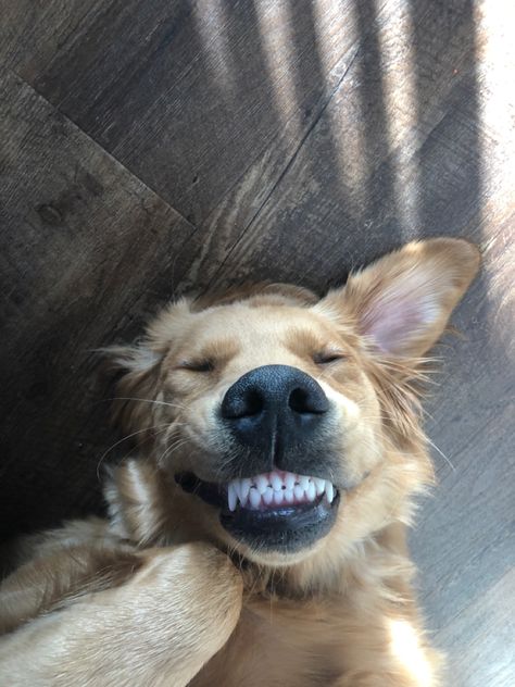 Meet Oakley! He is our goofy golden with a big personality. #golden #goldenretreiver #dog #happydog #smile Golden Retriever Personality, Goofy Dog, Big Personality, Golden Retrievers, Happy Dogs, Golden Retriever, Cute Dogs, Puppies, Energy