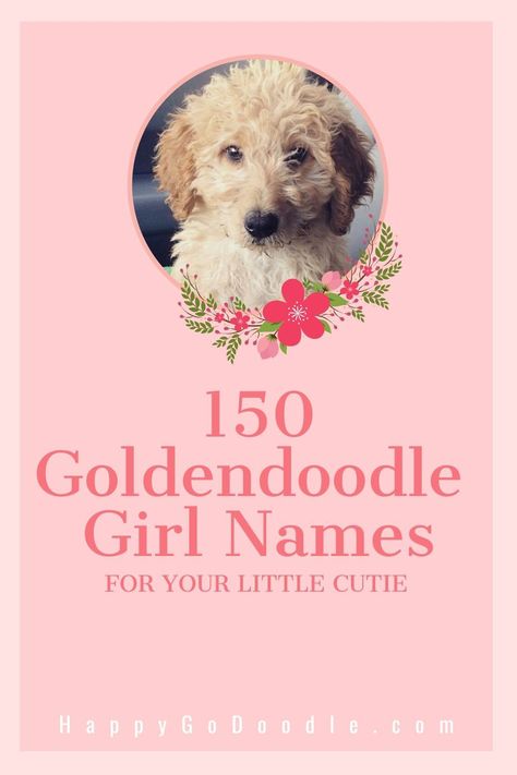 Searching for Goldendoodle girl names that are as adorable as your sweet Goldendoodle puppy? Be inspired with this mega list of 150 Goldendoodle girl names that range from cute to unique to old fashioned. And all are 100% adoodable! So you can find the perfect fit for your sweet female Goldendoodle. Dog Names Girl List, Cute Dog Names Female Unique, Cutest Puppy Names, Cute Dog Names Female, Unique Puppy Names, Girly Dog Names, Cute Female Puppy Names, Puppy Names Female, Golden Doodle Puppy Names