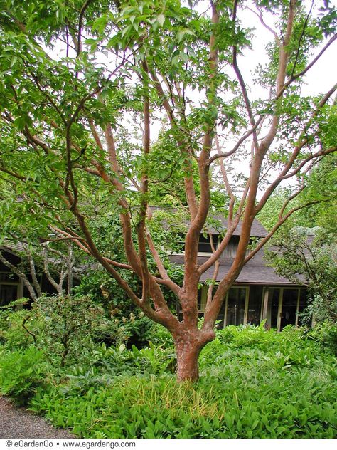 Stewartia monadelpha is a deserving tree for small gardens where we can only grow a few trees. In tight spots like this, the bar is high and this tree delivers with its summer bloom, fall color, and beautiful bark. See this tree in different planting combinations on eGardenGo. Understory Trees, Stewartia Tree, Plant Pallet, Trees For Small Gardens, Trees For Landscaping, Pnw Gardening, Cape Cod Landscaping, Butterfly Bushes, Blueberry Patch