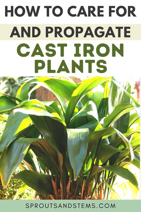 There's certain spots in our homes that just aren't ideal for growing plants, but that won't stop us from trying, right? If you've got a drafty, dark corner—the cast iron plant is the perfect plant for those less-than-idea areas. They are nearly impossible to kill! Learn all about cast iron plant care in this post | cast iron plant indoor | cast iron plant care | cast iron plant indoor care | cast iron plant propagation | cast iron plant care houseplant | cast iron plant care guide Cast Iron Plant Care, Cast Iron Plant Landscaping, Cast Iron Plant Indoor, Safe House Plants, Propagate Plants, Low Maintenance Indoor Plants, Plant Care Guide, Houseplant Care, Cast Iron Plant