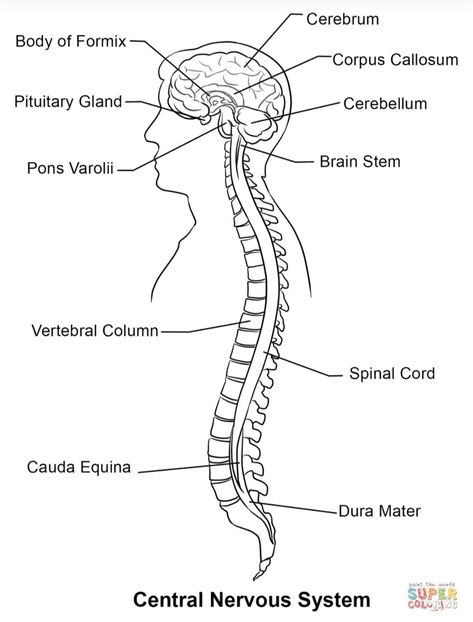 Nervous System Coloring Pages, Nervous System Worksheet, Nervous System Diagram, Anatomy Worksheets, Nervous System Anatomy, Anatomy Coloring, Worksheet Coloring, Brain Models, Sistem Saraf