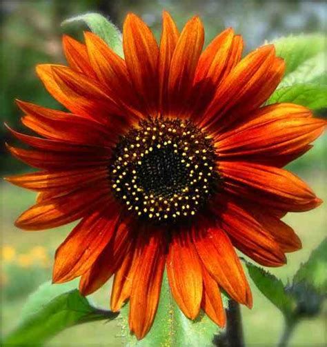 helianthus earthwalker - Ecosia - Images Earthwalker Sunflower, Orange Sunflowers, Sunflower Pictures, Sunflower Garden, Rusty Orange, Mahogany Brown, Flowers Delivered, Tomato Seeds, Copper Red