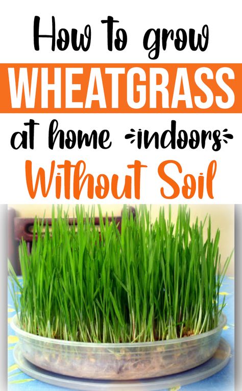 Wheatgrass Benefits, Growing Wheat, Growing Wheat Grass, Indoor Hydroponics, Growing Grass, Soil Layers, Wheat Grass, Grass Seed, Balcony Garden