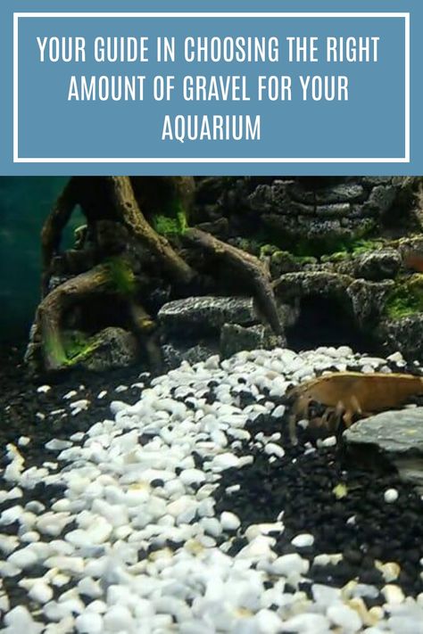 You've probably seen people use gravel in their fish tanks to make the water surface look more appealing. If you're starting a new fish tank, then this article will help you everything you need to know about aquarium gravel. #aquariumcare #aquariumgravel Fish Tank With Black Gravel, Black Sand Aquarium Ideas, Big Fish Tanks, Black Sand Aquarium, Fish Tank Gravel, White Gravel, Small Fish Tanks, Water Issues, Aquarium Gravel