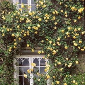 Lady Hillingdon Yellow Climbing Rose, White Climbing Roses, Rose Plant Care, Climbing Rose, David Austin Roses, Growing Roses, David Austin, Planting Roses, Climbing Roses