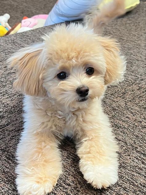 Maltipoo Haircuts, Puppy Haircut, Puppy Breath, Kitty Kisses, Dog Mommy, Puppy Cut, Fox Dog, Really Cute Puppies, Really Cute Dogs