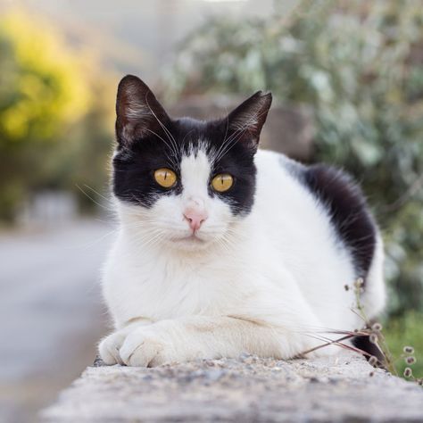 Happy Tuxedo Cat Appreciation Day! 🐈 1. *Breed Diversity:* Tuxedo is not a specific breed but rather a color pattern. Tuxedo markings can appear on various cat breeds, including domestic shorthairs, longhairs, and even purebreds like the American Shorthair. 2. *Famous Tuxedos:* Many famous fictional cats, like Sylvester from Looney Tunes and Felix the Cat, are portrayed as tuxedo cats. This coloring is often associated with sophistication and charm. 3. *Variations in Markings:* Tuxedo cats... Cat Tuxedo, Felix The Cat, Tuxedo Cats, Online Pet Store, American Shorthair, Felix The Cats, Tuxedo Cat, Tuxedos, Pet Store