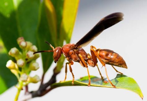 Red Wasp (Polistes Carolina): What is it And How to Get Rid Of Them? Red Wasp Sting, Red Wasp, Pollination Activity, Wasp Sting, Red Wasps, Wasp Nest Removal, Wasp Spray, Paper Wasp, Wasp Stings