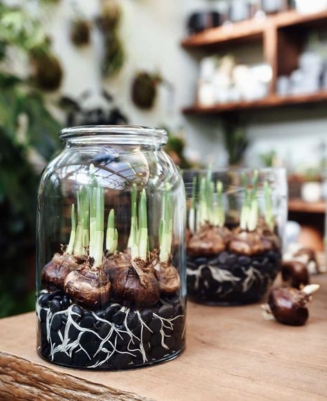 Indoor Succulent Garden Ideas, Indoor Plant Hacks, Forced Bulbs, Indoor Succulent Garden, Forcing Bulbs, Succulent Garden Ideas, Bulb Planting, Narcissus Bulbs, Winter Lights