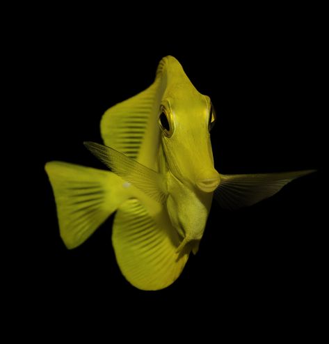 Yellow Tang, Blue Tang Fish, Tang Fish, Blue Tang, Underwater Fish, Fish Drawings, Reef Aquarium, Aquariums, Sea Life