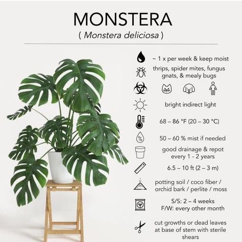 🌿 Monstera Deliciosa Care Guide 🌿 Meet the Monstera Deliciosa, a favorite among plant enthusiasts for its iconic split leaves and easy-going nature. Here's how to keep your Monstera thriving: 💧 Water: • Water once per week and keep the soil moist. 🚫 Pests: • Watch out for thrips, spider mites, fungus gnats, and mealybugs. ☀️ Light: • Prefers bright, indirect light. 🌡️ Temperature: • Ideal range is 68-86°F (20-30°C). 💦 Humidity: • Mist if needed, aiming for 50-60% humidity. 🪴 Soil and R... Monstera Deliciosa Care, Lighting Temperature, Monstera Plant Care, Fungus Gnats, Orchid Bark, Household Plants, Plant Care Houseplant, Spider Mites, Inside Plants