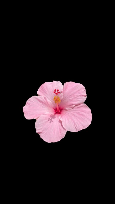 Hibiscus flower wallpaper Hibiscus Flower Wallpaper, Flower Lockscreen, Pink Flowers Wallpaper, Iphone Home Screen Layout, Apple Wallpaper Iphone, Iphone Wallpaper Photos, Hibiscus Flower, Summer Wallpaper, Apple Wallpaper