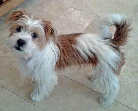 shih tzu Jack Russell Mix Puppy Shih Tzu Haircuts, Jack Russell Mix, Rat Terrier Mix, Jack Russell Terrier Mix, Puppy Grooming, Shih Tzu Mix, Terrier Breeds, Wheaten Terrier, Hip Dysplasia