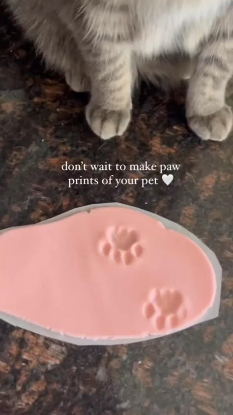 Pet Paw Print Art, Paw Print Diy, Clingy Cat, Pet Paw Print, Friend Crafts, Cat Hacks, Cat Paw Print, Cat Garden, Diy Recipe