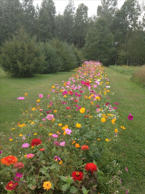 Wild Flower Meadow, Cut Flower Garden, Have Inspiration, Wildflower Garden, Pollinator Garden, Front Garden, Outdoor Plants, Dream Garden, Garden Planning