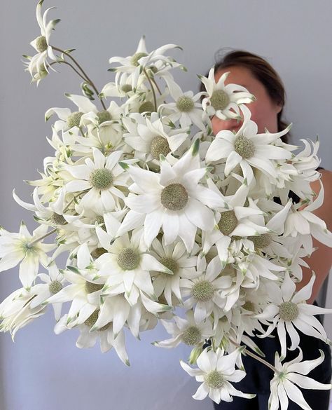 Flannel Flower Wedding Bouquet, Flannel Flower Bouquet, Australian Native Flower Bouquet, Native Wedding Flowers, Athol Hall, Bush Christmas, Bush Wedding, Picnic At Hanging Rock, Australian Natives