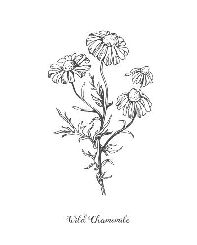 Chamomile herb medicinal daisy hand drawn vector image on VectorStock Chamomile Flower Painting, Chamomile Plant Drawing, Drooping Flowers Drawing, Camomile Flower Drawing, Chamomile Flowers Drawing, Daisy Sketch Simple, Chamomile Sketch, Herb Sketches, Chamomile Drawing