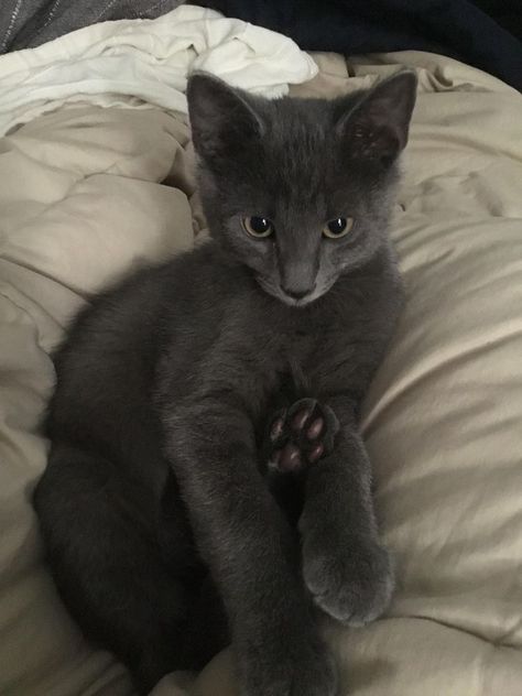 Russian Cat, Gray Kitten, Grey Kitten, Russian Blue Cat, Gray Cat, Russian Blue, Cat Aesthetic, Blue Cats, Cute Cats And Dogs