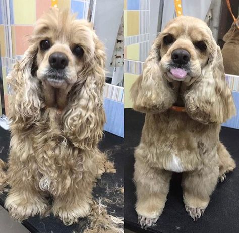 20 Best Cocker Spaniel Haircuts for Your Puppy – Page 3 – The Paws Cocker Spaniel Hairstyles, American Cocker Spaniel Haircuts, English Cocker Spaniel Haircut, Cocker Spaniel Haircut Styles, Cocker Spaniel Grooming Styles, Spaniel Haircut, Thick Hair Men, Haircuts For Mens, American Cocker Spaniel Puppies