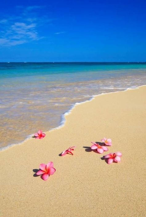 Summer Backgrounds, Beautiful Wallpapers Backgrounds, Beach Wallpaper, Flower Background Wallpaper, Photography Wallpaper, Beautiful Nature Wallpaper, Alam Yang Indah, Summer Wallpaper, Pretty Wallpapers Backgrounds