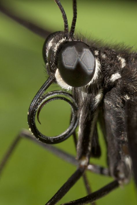 https://flic.kr/p/bD4gui | Butterfly close-up Insect Anatomy, Butterfly Facts, Close Up Art, Critters 3, San Diego Zoo, Creepy Crawlies, Bugs And Insects, Natural Forms, Butterfly Art