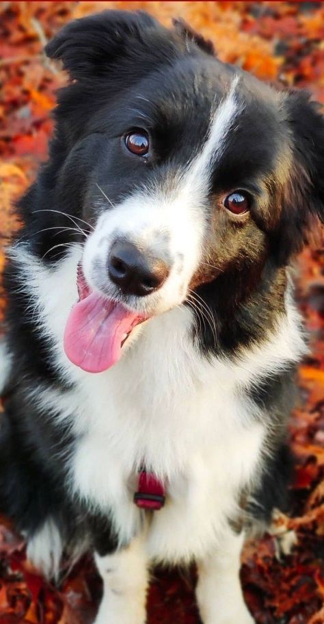 Wallpaper Dog Aesthetic, Dogs Aesthetic, Wallpaper Dog, Border Collie Puppies, Collie Puppies, Farm Dogs, Australian Shepherd Dogs, Dog Ideas, Australian Shepherds