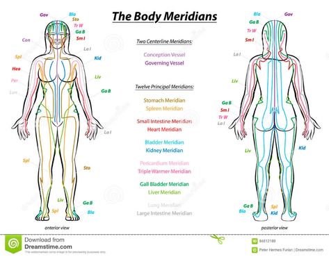 Acupuncture Meridians, Body Meridians, Meridian System, Anterior Y Posterior, Meridian Lines, Meridian Energy, Yin En Yang, Meridian Points, Releasing Negative Energy