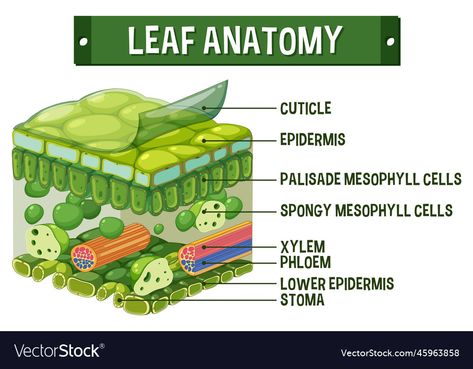 Leaf Anatomy Diagram, Internal Structure Of A Leaf, Leaf Diagram, Leaf Anatomy, Plant Anatomy, Plant Biology, Diagram Illustration, Organization Notes, Leaf Structure