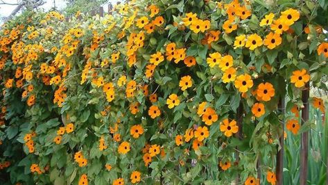 The Downside Of Black-Eyed Susan Vines That No One Will Tell You About American Wisteria, Black Eyed Susan Vine, Trumpet Vine, Indoor Trees, Invasive Plants, Plant Diseases, How To Attract Hummingbirds, Black Eyed Susan, Black Eyed