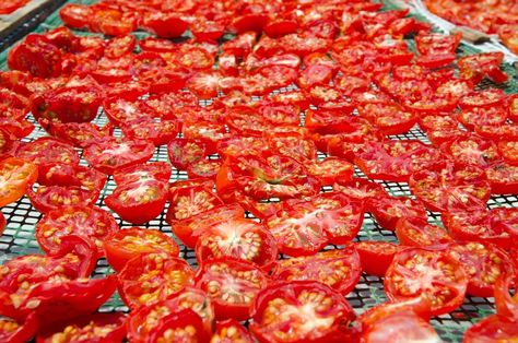 Oven Tomatoes, Pickled Cucumber Recipe, Dehydrating Tomatoes, Homestead Family, Make Sun Dried Tomatoes, Sun Oven, Make Pickles, Homesteading Family, Dehydrating Food