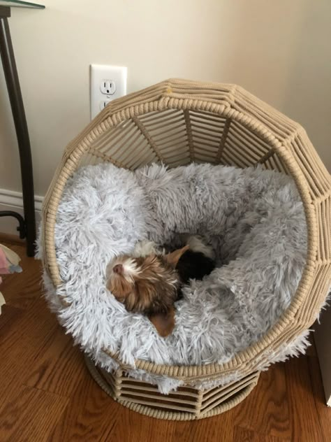 Cute Dog Furniture, Pet Beds Aesthetic, Cute Dog Bed Ideas, Puppy Bed Aesthetic, Preppy Dog Bed, Cat Corner Ideas Bedroom, Pet Corner Ideas Cats, Dog Setup In Bedroom, Dog Bed Aesthetic