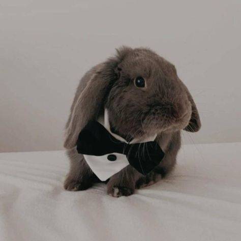 Tuxedo for rabbits, cats, small dogs, bunny & small pets. Suit. Wedding. Christmas Sanrio Wedding, Chico Bean, Pet Rabbit Clothes, Bunny Wedding, Bunny Clothes, Cool Dog Collars, Bunny Bun, Dogs Fluffy, Bunny Photo