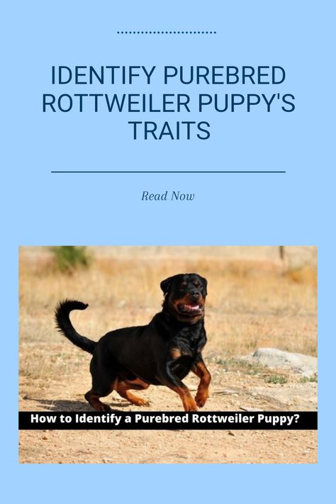 Owning a purebred Rottweiler puppy means enjoying the loyalty and love that this breed offers. But how do you actually identify a purebred? Here are three straightforward methods that will help you check for physical traits like coat colors, eye shape, and overall size that are specific to Rottweilers. Additionally, understanding pedigree documentation and breed standards can ensure that you're getting a genuine purebred. Discover how to choose confidently and enjoy insights into ketogenic dog diets to keep your puppy healthy and playful. Knowing how to tell a purebred can make all the difference! German Rottweiler Puppies, Smart Dogs, Rottweiler Puppies For Sale, Physical Traits, Mixed Breed Puppies, Rottweiler Puppy, Rottweiler Love, Dog Diet, Loyal Dogs