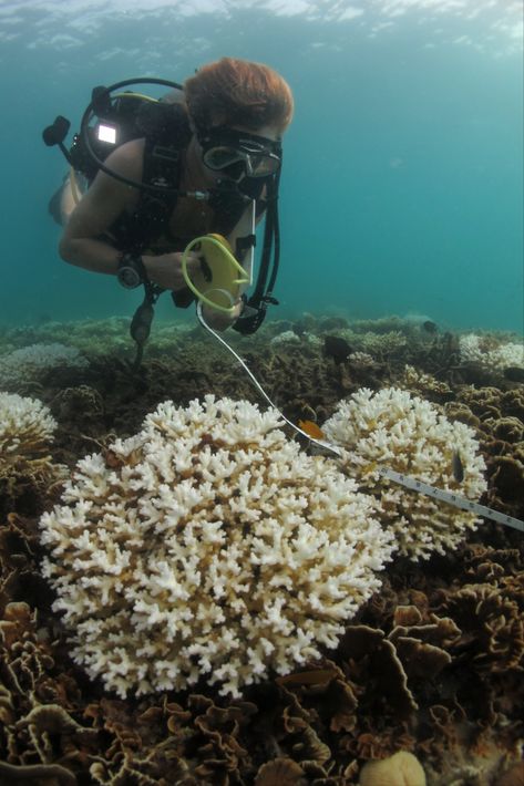 Coral Reef Conservation, Coral Reef Ecology, Coral Farming, Marine Biology Jobs, Biology Jobs, Oceanography Marine Biology, Biology College, Beach Clean Up, Coral Bleaching