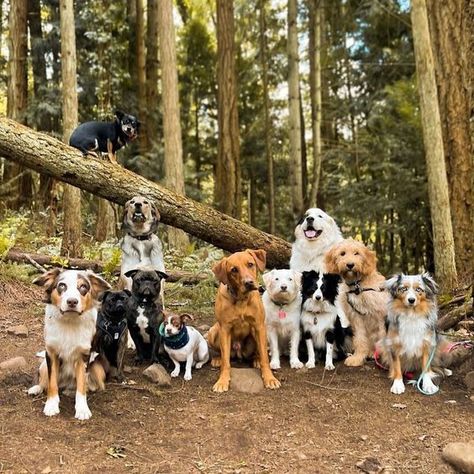 Squad Goals! Pack Of Dogs, Multiple Dogs, Group Of Dogs, Modern Dog, Dog Id Tags, Pet Sitters, Dog Id, Squad Goals, Dog Walker