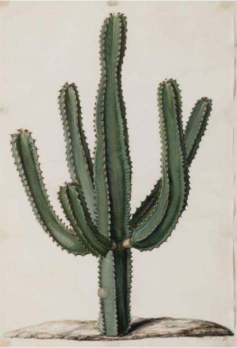 Design is fine. History is mine. — Jan Moninckx, Euphorbia canariensis, Agave rigida,... Drawing Plants, Cactus Pictures, Cactus Illustration, Green Cactus, Cactus Art, Flowers Vintage, Scientific Illustration, Desert Plants, Pretty Plants