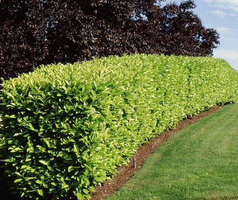 Coastal Planting, Landscaping 101, English Laurel, Privacy Hedges, Laurel Hedge, Privacy Hedge, Privacy Landscaping, Garden Shrubs, Flowering Shrubs