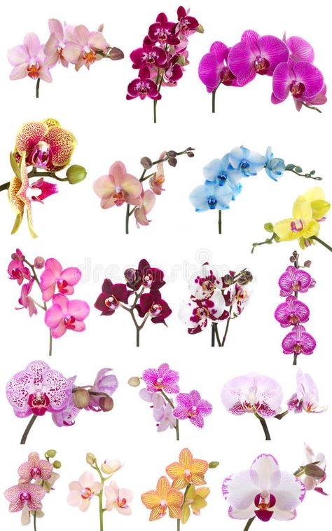 Orchids flowers phalaenopsis orchid flower. Isolated on white background , #AFFILIATE, #phalaenopsis, #orchid, #Orchids, #flowers, #white #ad Water Culture Orchids, Orchid Flower Tattoos, Orchid Illustration, Orchid Corsages, Orchid Wallpaper, Orchid Drawing, Orchids Painting, Oncidium Orchids, Kristina Webb