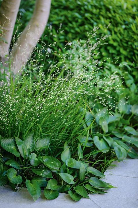 Border Garden, Woodland Plants, Courtyard Gardens Design, London Garden, Modern Garden Design, Plant Combinations, Small Garden Design, Courtyard Garden, Shade Plants