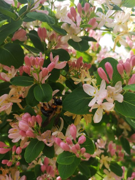 May 27, 2019. Honeysuckle Honeysucker Flower, Honeysuckle Flower Aesthetic, Honeysuckle Aesthetic, Kylee Core, Bookstagram Content, Honeysuckle Tattoo, Flowers By Season, Flowers Of The Month, Honeysuckle Cottage